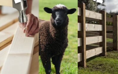 🌱 L’Écopâturage arrive au Lycée ! 🐑 🌱